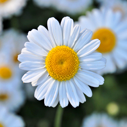 camomille (nettoyant du matin)