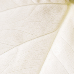 extrait de thé banc (gelée gommante)