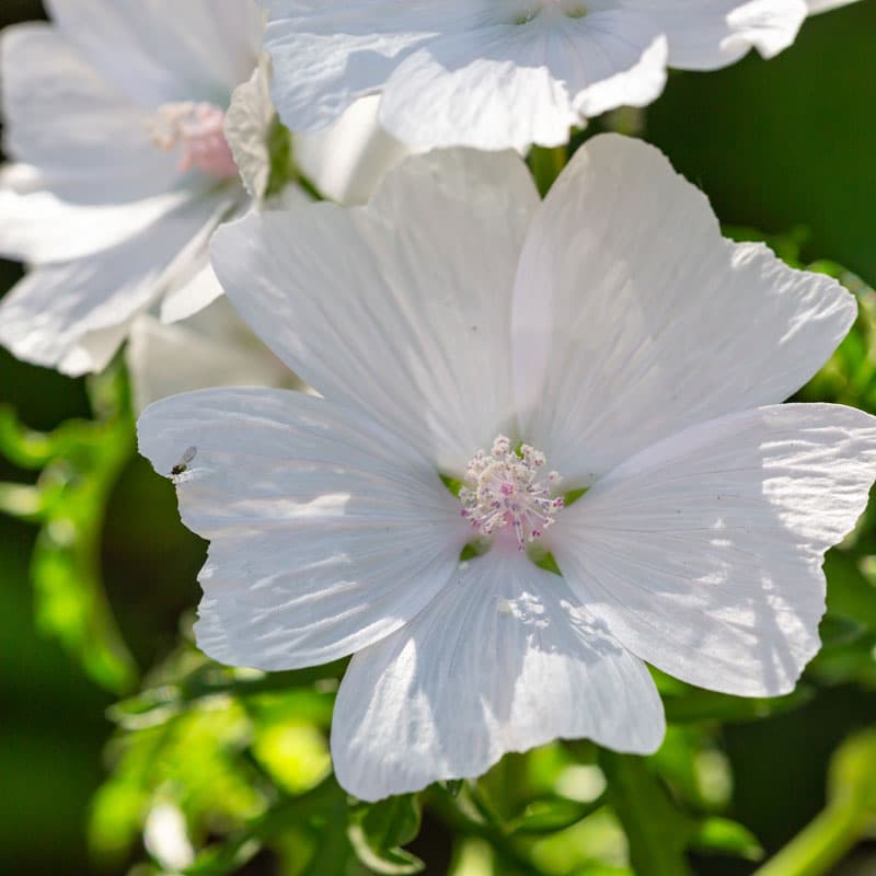 musc blanc fleur