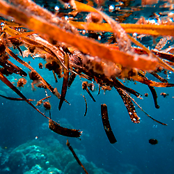 Extrait_algue_rouge_roll on cryo