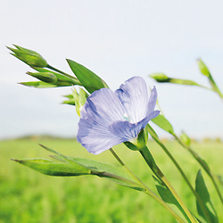 Extrait_de_Graines_de_lin_crème lumière