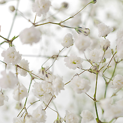 Extrait_de_gypsophile_3517