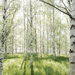 Seve_de_bouleau_biologique_4748